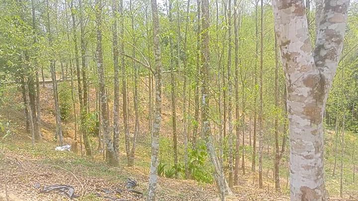 পাহাড়ের বুকে সুগন্ধের খনি