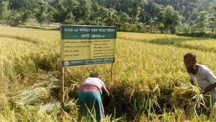 কাপ্তাইয়ে মাঠে মাঠে ধান কাটা উৎসব