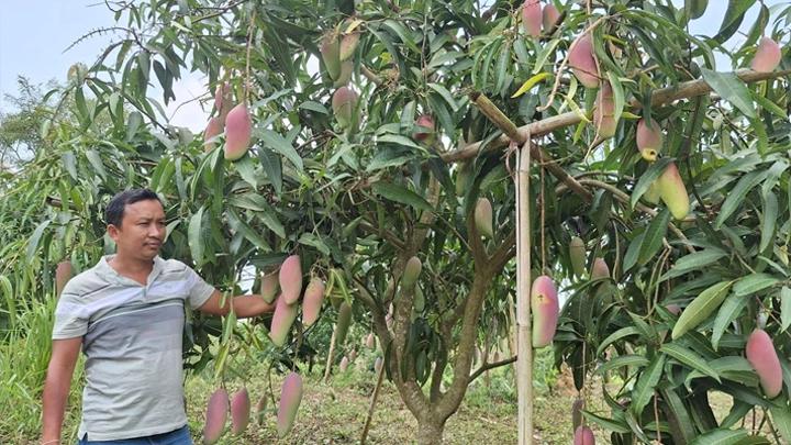 খাগড়াছড়িতে বিদেশি জাতের আম চাষে নতুন সম্ভাবনা